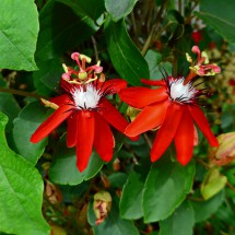 Red flowers of Koh Chang